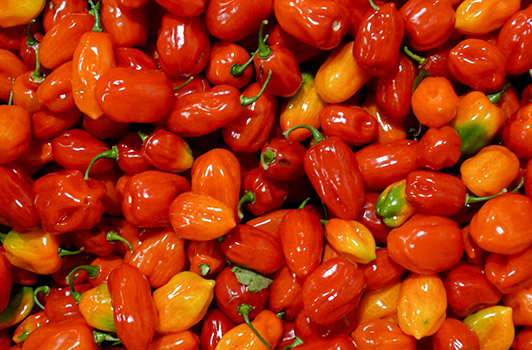 Habanero